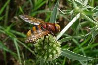 Volucella zonaria