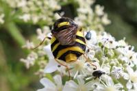 Stratiomys concinna