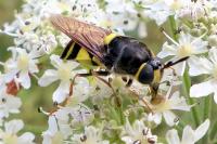 Stratiomys concinna