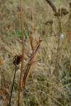 Mantis religiosa