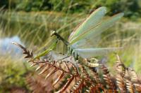 Mantis religiosa