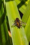 Helophilus pendulus
