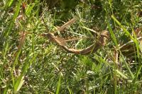 Tipula paludosa