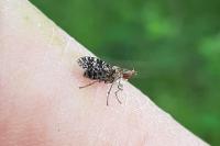 Trypetoptera punctulata
