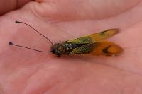 Libelloides longicornis