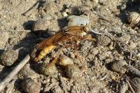 Asilus crabroniformis