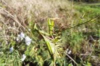 Mantis religiosa