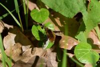 Bombylius major
