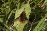Bombylius major