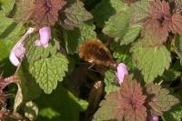 Bombylius major