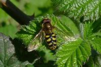 Eupeodes luniger