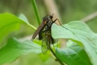 Empis