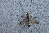 Ctenophora flaveolata