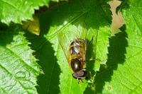 Epistrophe eligans