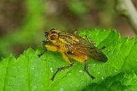 Scathophaga stercoraria