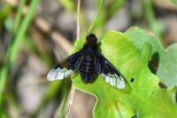 Hemipenthes morio