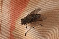 Tabanus bovinus