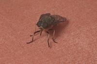 Tabanus bovinus