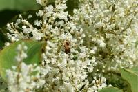 Ectophasia crassipennis