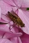 Thereva nobilitata