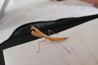 Mantis religiosa
