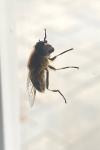 Eristalis