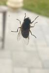 Eristalis