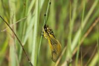 Libelloides longicornis