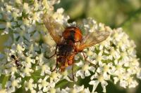 Tachina fera