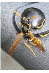 Polistes gallicus