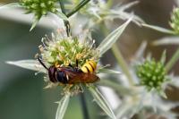 Philanthus triangulum
