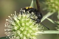 Scolia hirta