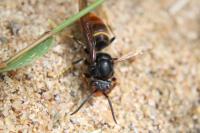 Vespa velutina