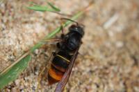 Vespa velutina