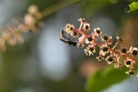 Ammophila sabulosa