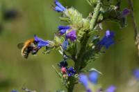 Bombus pascuorum