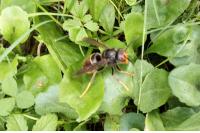 Vespa velutina