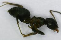 Lasius