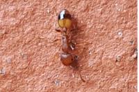 Temnothorax unifasciatus