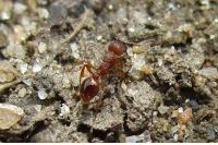 Myrmica