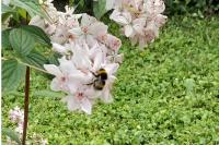 Bombus terrestris