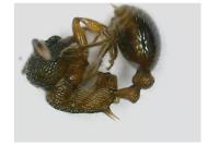 Myrmica