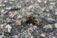Formica cunicularia