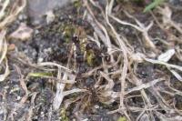 Tetramorium