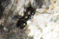 Tapinoma