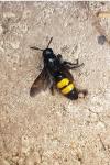 Scolia hirta