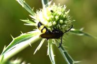 Scolia hirta