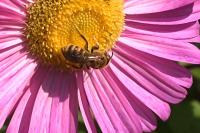 Halictus scabiosae