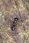 Dolichoderus quadripunctatus