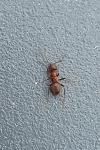 Lasius emarginatus